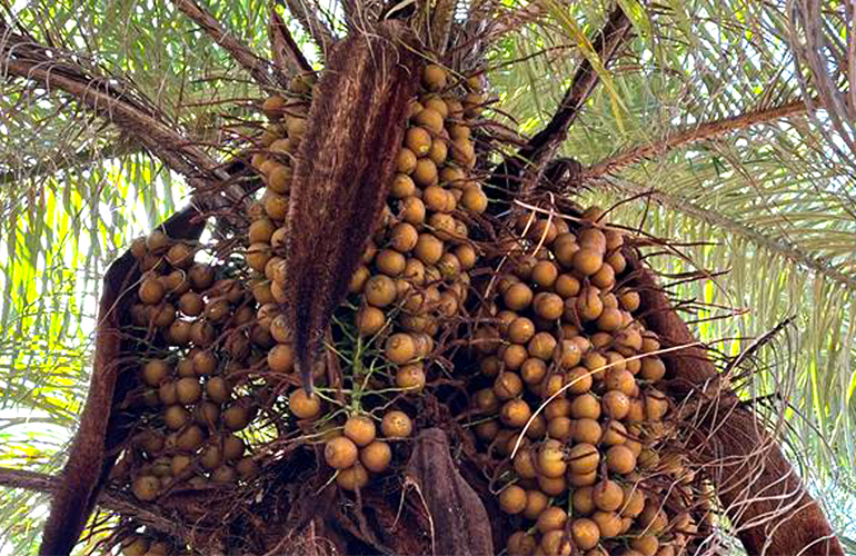 Acelen Renewables discloses Brazilian biorefinery details