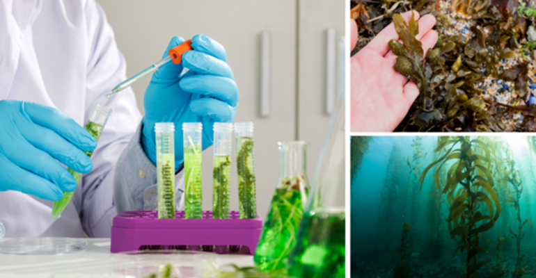 US DOE mulls mixed algae and wet waste feedstocks R&D