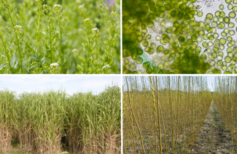 US DOE announces US$29m FOA for feedstock innovation