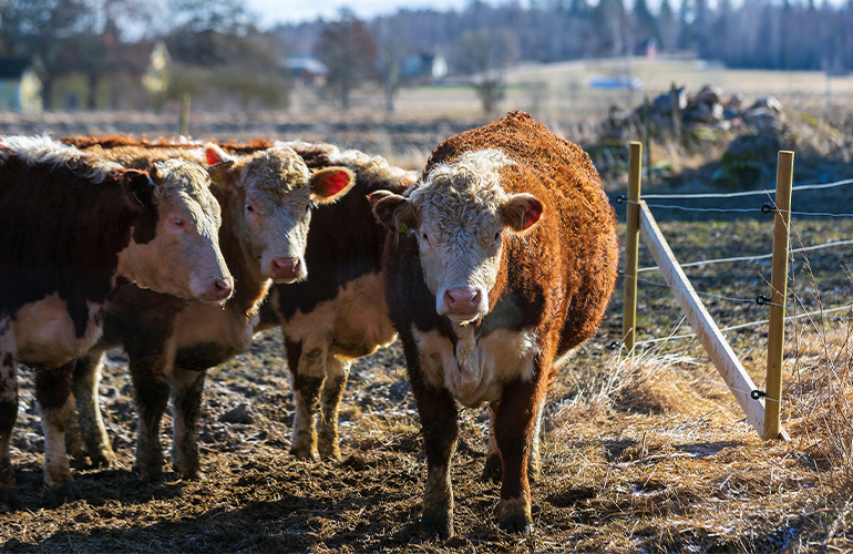 Opportune time for Swedish farmers to invest in biogas