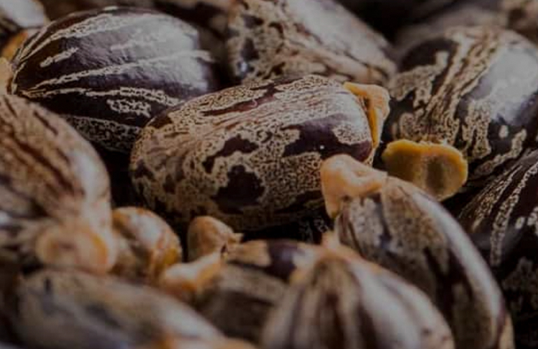 Casterra secures new castor seed deals in Brazil and Africa