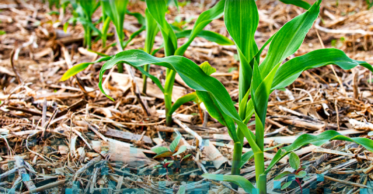 Indigo Ag and Red Trail Energy partner to maximize Clean Fuel Tax Credit Programs