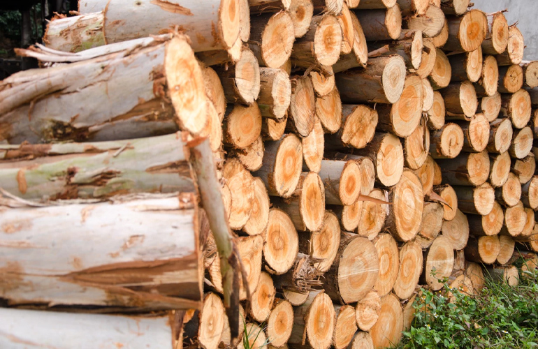 Eternali to set up additional biomass hub in Brazil