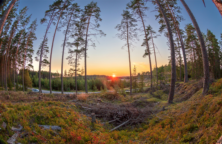 Over 550 scientists call on EU for “Climate Smart Forestry”