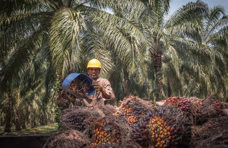 RSPO-certified producers in Latin America hit 2 million tonne CSPO milestone