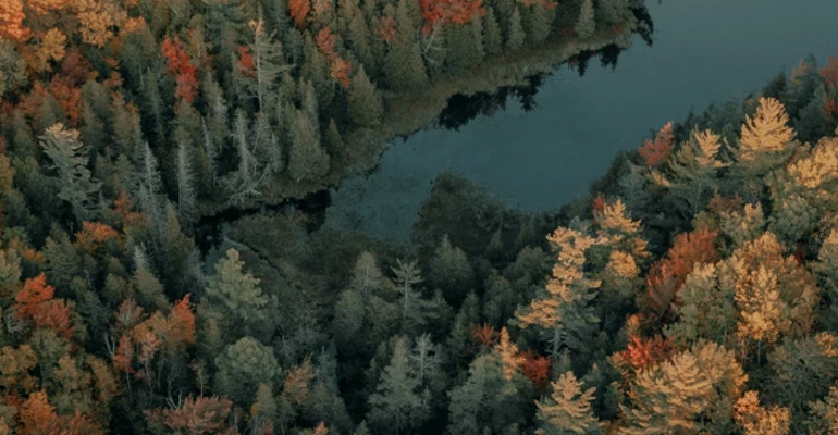 Weyerhaeuser completes sale of first carbon credit offering