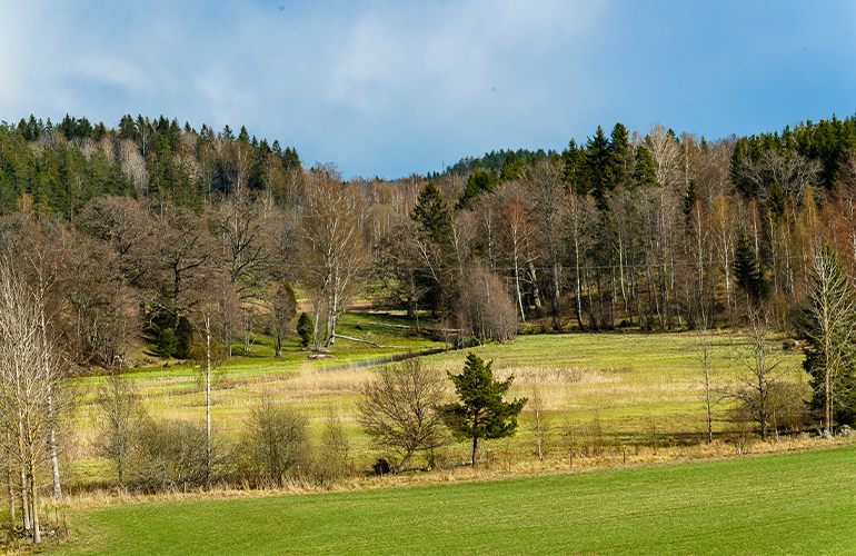Bioenergy: a solution to the current energy crisis and a sustainable future