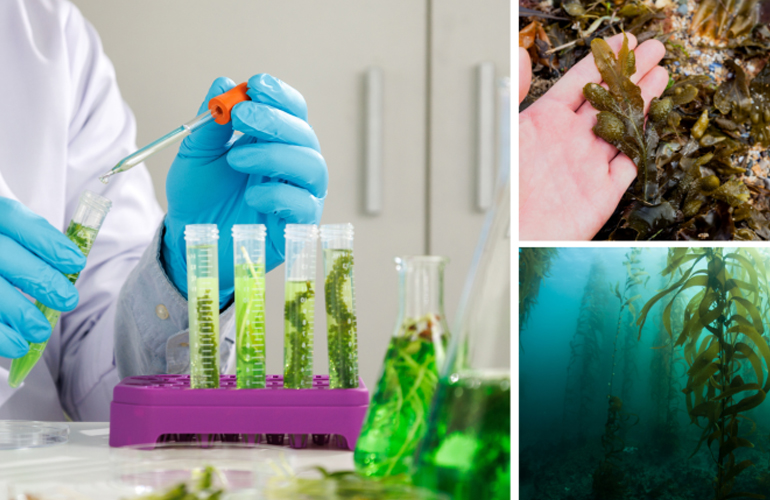 US DOE opens US$18.8M MACRO FOA for algae R&D