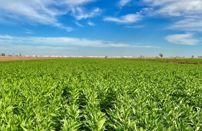 Yield10 Bioscience and VISION Bioenergy Oilseeds ink license deal