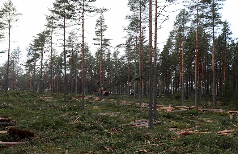 Harvesting operations in a mature pine forest stand in central Sweden with sawlogs and pulpwood the primary products.