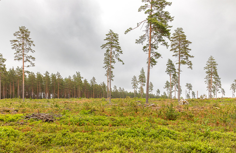 Stakeholders voice EUDR Information System concerns